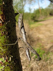 Stagmomantis resacae