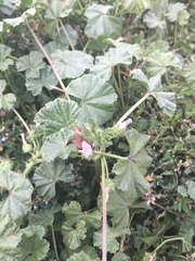 Malva neglecta