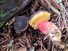 Xerocomellus atropurpureus