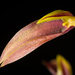 Bulbophyllum callichroma - Photo (c) sunoochi，保留部份權利CC BY