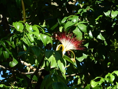 Pachira aquatica