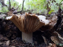 Russula densifolia