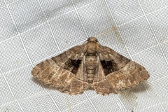 Aporoctena aprepes