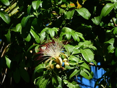 Pachira aquatica