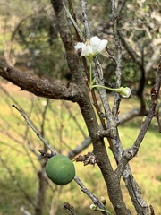 Prunus salicina