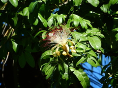 Pachira aquatica