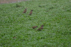 Passer montanus