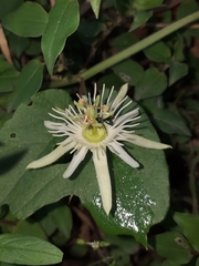 Passiflora capsularis