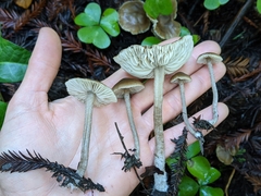 Myochromella boudieri