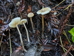 Myochromella boudieri