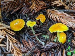 Gliophorus