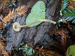 Entoloma cystomarginatum