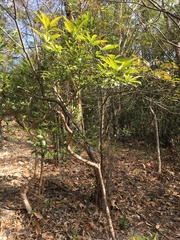 Ilex asprella