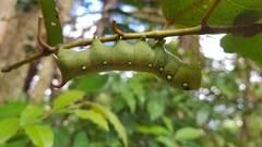 Gnathothlibus australiensis