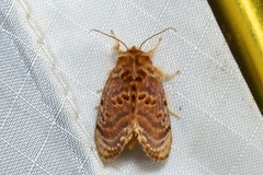 Pseudanapaea denotata