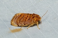 Pseudanapaea denotata