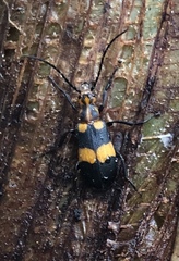 Nemognatha ephippiata