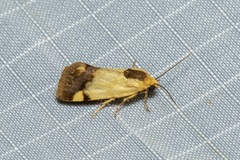 Acontia thapsina