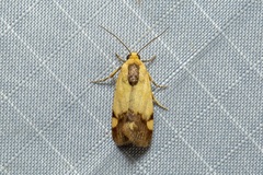 Acontia thapsina