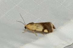 Acontia thapsina