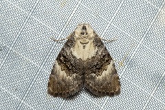 Acatapaustus leucospila