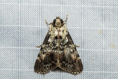 Orthaga rubridiscalis