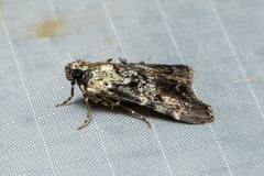 Orthaga rubridiscalis