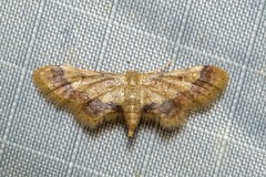 Idaea trypheropa