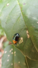 Lamprolina simillima