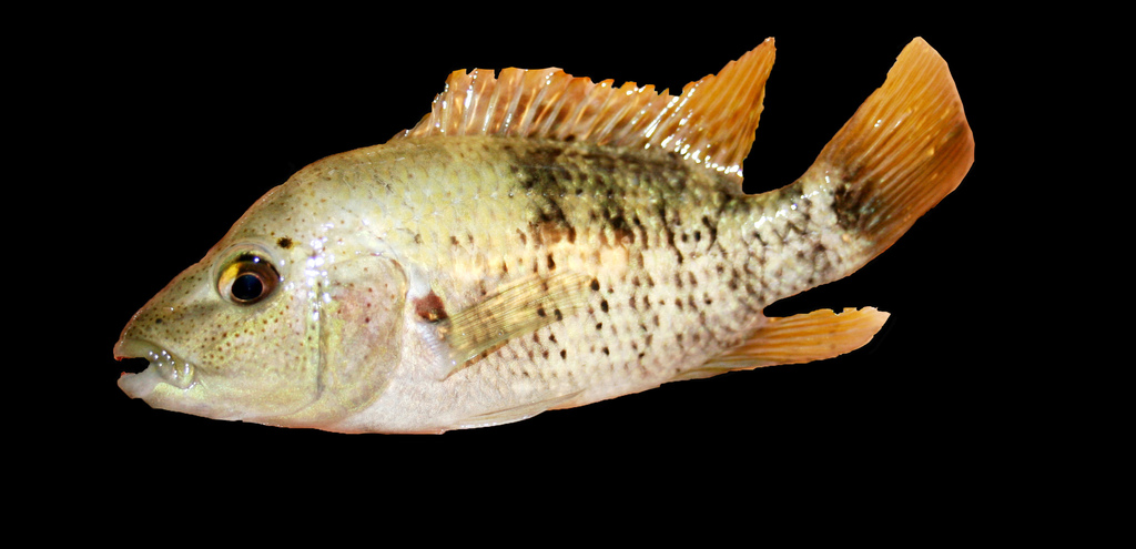 Herichthys pantostictus