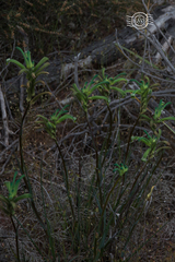 Anigozanthos viridis