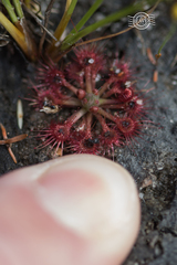 Drosera nitidula