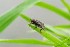 Maculantrops hirtipes