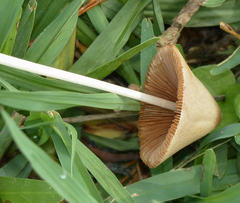 Conocybe apala albipes