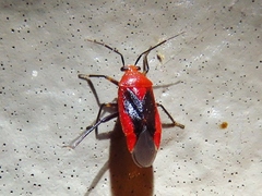 Tropidosteptes cardinalis
