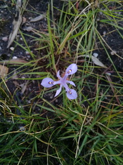 Moraea elliotii