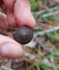 Helminthoglypta diabloensis