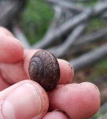 Helminthoglypta diabloensis