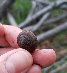 Helminthoglypta diabloensis