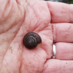 Helminthoglypta diabloensis