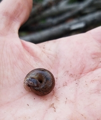 Helminthoglypta diabloensis