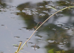 Enallagma dubium