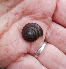 Helminthoglypta diabloensis