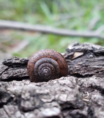 Helminthoglypta diabloensis