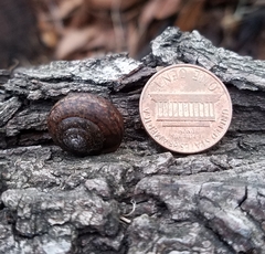 Helminthoglypta diabloensis