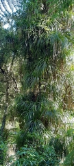 Freycinetia banksii