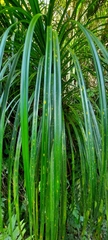 Freycinetia banksii