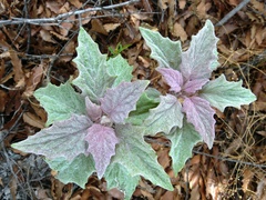 Pittocaulon velatum