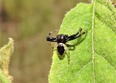 Xysticus bimaculatus