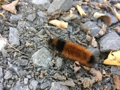 Pyrrharctia isabella